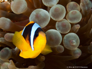 Clownfish. by Bea & Stef Primatesta 